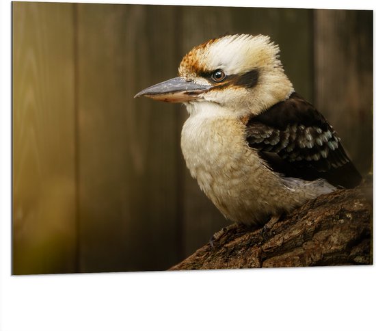 Dibond - Zijaanzicht van Lachende Kookaburra Vogel op Boomstronk - 100x75 cm Foto op Aluminium (Wanddecoratie van metaal)