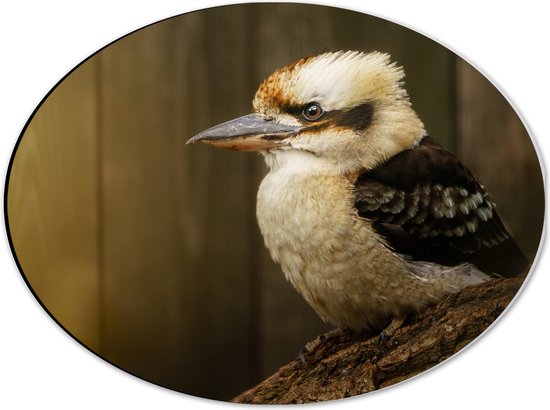 Dibond Ovaal - Zijaanzicht van Lachende Kookaburra Vogel op Boomstronk - 40x30 cm Foto op Ovaal (Met Ophangsysteem)