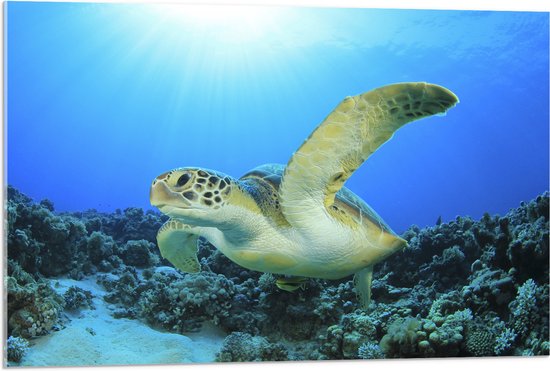 Acrylglas - Zwemmende Zeeschildpad bij Koraal op Zeebodem van Heldere Oceaan - 90x60 cm Foto op Acrylglas (Wanddecoratie op Acrylaat)