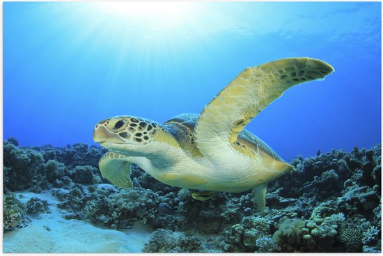 Poster (Mat) - Zwemmende Zeeschildpad bij Koraal op Zeebodem van Heldere Oceaan - 75x50 cm Foto op Posterpapier met een Matte look