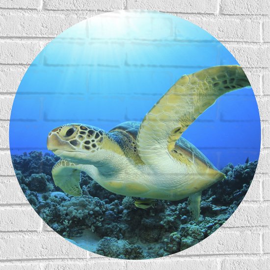 Muursticker Cirkel - Zwemmende Zeeschildpad bij Koraal op Zeebodem van Heldere Oceaan - 70x70 cm Foto op Muursticker