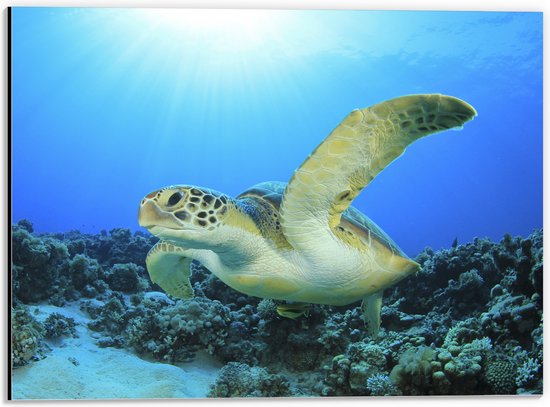 Dibond - Zwemmende Zeeschildpad bij Koraal op Zeebodem van Heldere Oceaan - 40x30 cm Foto op Aluminium (Wanddecoratie van metaal)