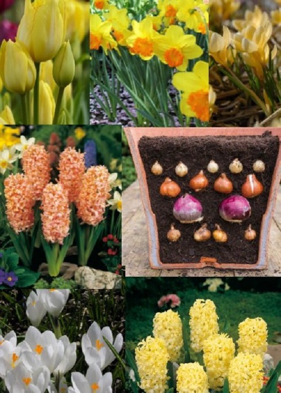 Tulpenbollen planten wanneer en hoe