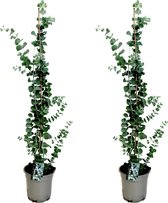 Plant in a Box - Eucalyptus cinerea 'Silver Dollar' - Set van 2 - Winterharde Eucalyptus - Pot 19cm - Hoogte 100-110cm