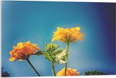 Acrylglas - Oranje en Gele Wisselbloemen voor Heldere Lucht Achtergrond - 90x60 cm Foto op Acrylglas (Met Ophangsysteem)