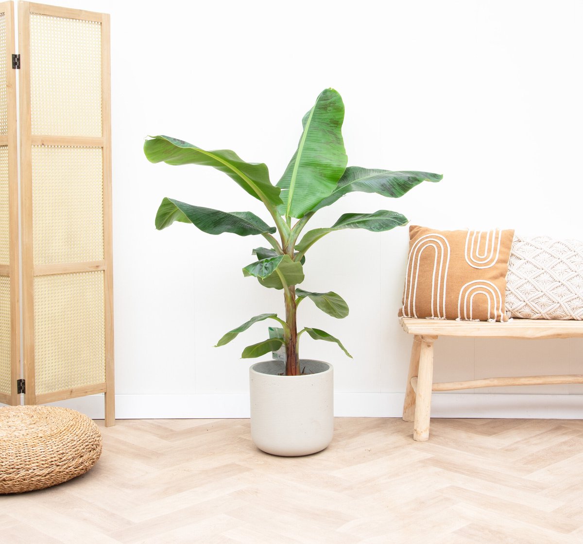 Bananenplant (Musa) - 130cm