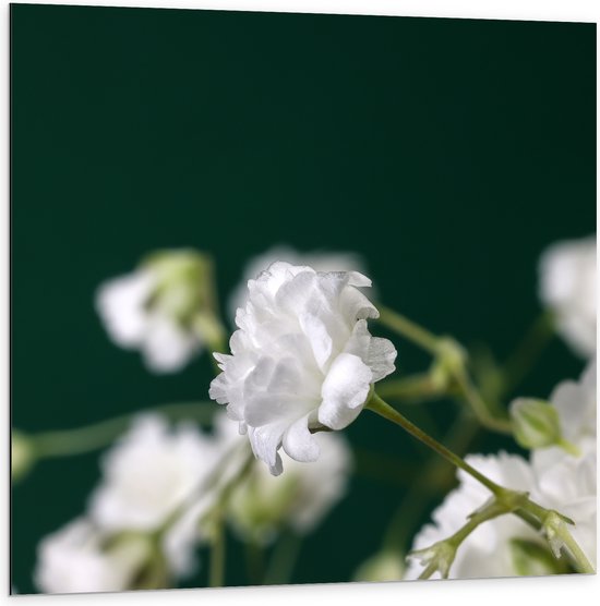 Dibond - Close Up Van Kleine Witte Bloemen met Wazige Donker Groene Achtergrond - 100x100 cm Foto op Aluminium (Wanddecoratie van metaal)