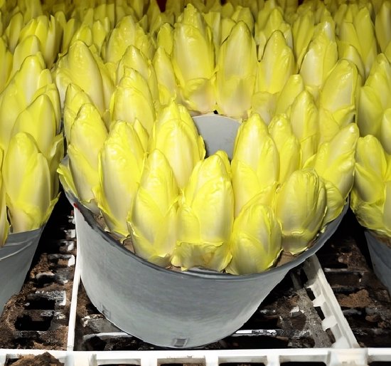 Witloofwortels Topscore 9KG met zwarte kweekkuip 25 liter - Kweekemmer met afwatering