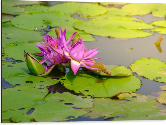Dibond - Paarse Waterlelie Lotusbloem Drijvend op Leliebladeren en Water - 80x60 cm Foto op Aluminium (Met Ophangsysteem)