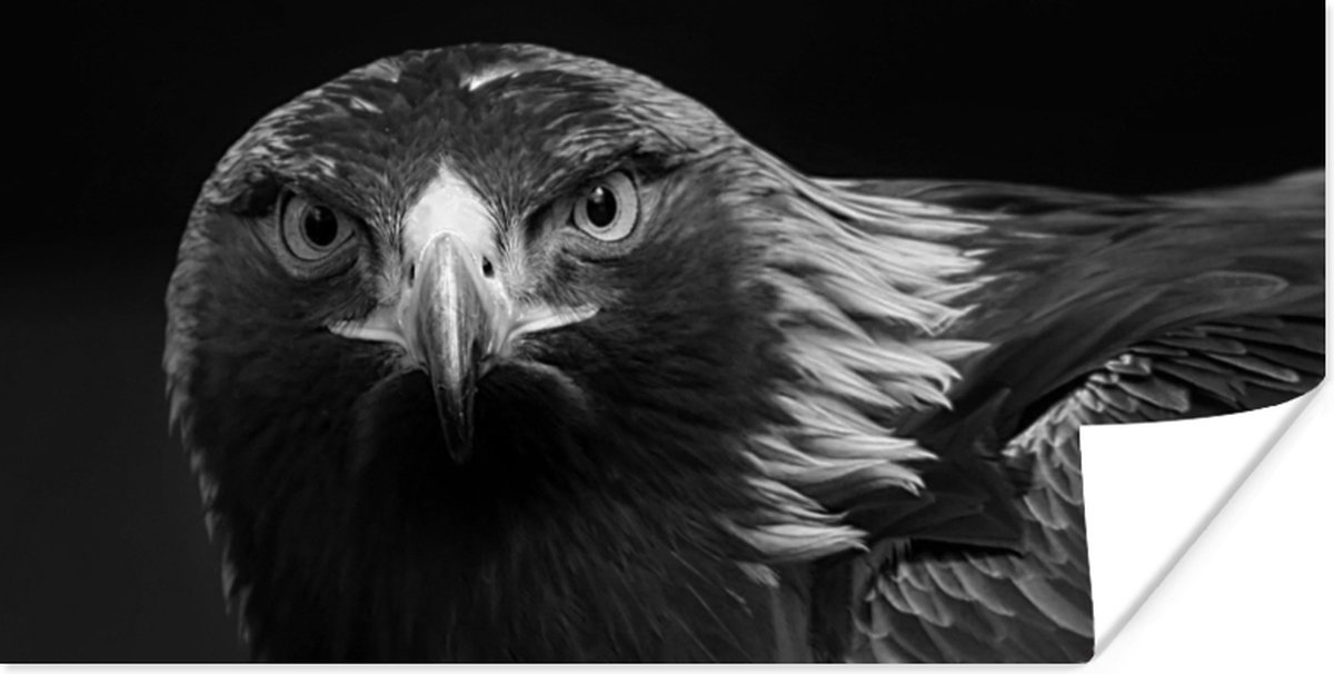 Poster Buizerd - Vogel - Dieren - Zwart - Wit - 80x40 cm