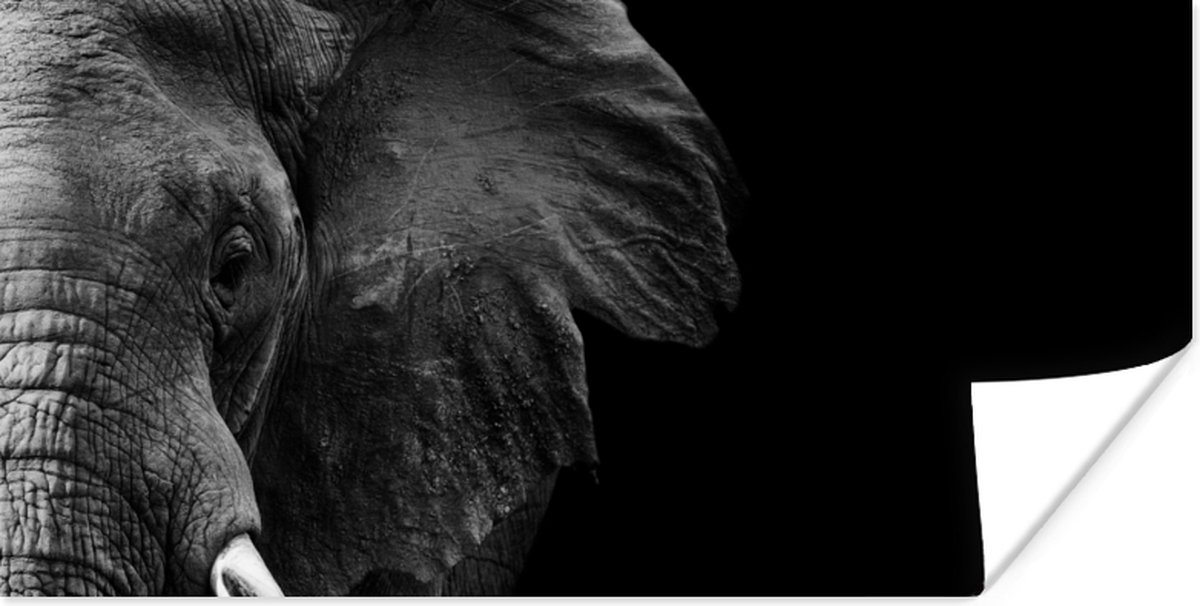 Poster Dieren - Olifant - Wild - Zwart - Wit - 120x60 cm