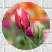 Muursticker Cirkel - Donker roze tulpen die nog aan het uitkomen zijn - Bloemen - 30x30 cm Foto op Muursticker