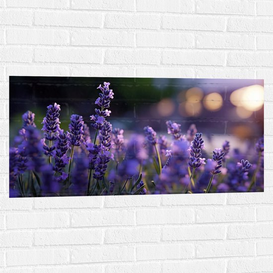 Muursticker - Lavendel Planten in Grasveld in de Avond - Bloemen - 100x50 cm Foto op Muursticker