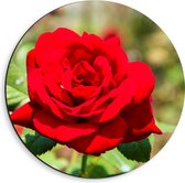 Dibond Muurcirkel - Mooie Fel Rode Bloeiende Roos - Bloemen - 40x40 cm Foto op Aluminium Muurcirkel (met ophangsysteem)