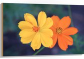 Hout - Fel Oranje en Gele Cosmos Bloemen voor Donker Groene Achtergrond - 105x70 cm - 9 mm dik - Foto op Hout (Met Ophangsysteem)