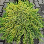 Juniperus comm. 'Lemon Carpet' C3 25-30 cm