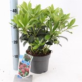1 stuk(s) | Skimmia japonica 'Rubella' C2 20-25 cm