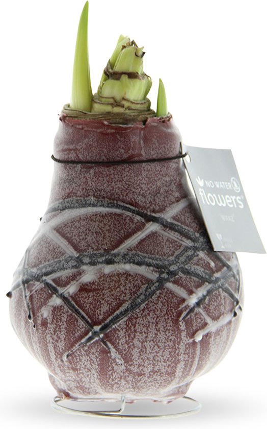 Bloomique - Set van 2 - Amaryllis Bol in Wax - Cozy Wit - Bloembol - No Water Flowers - Kerstversiering - 15-25 cm Hoog bij Levering - Groeit tot 40-60 cm - 10 cm diameter