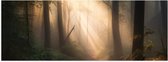 Poster Glanzend – Bomen - Bos - Pad - Zonlicht - Bladeren - 60x20 cm Foto op Posterpapier met Glanzende Afwerking