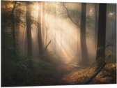 Vlag - Bomen - Bos - Pad - Zonlicht - Bladeren - 100x75 cm Foto op Polyester Vlag