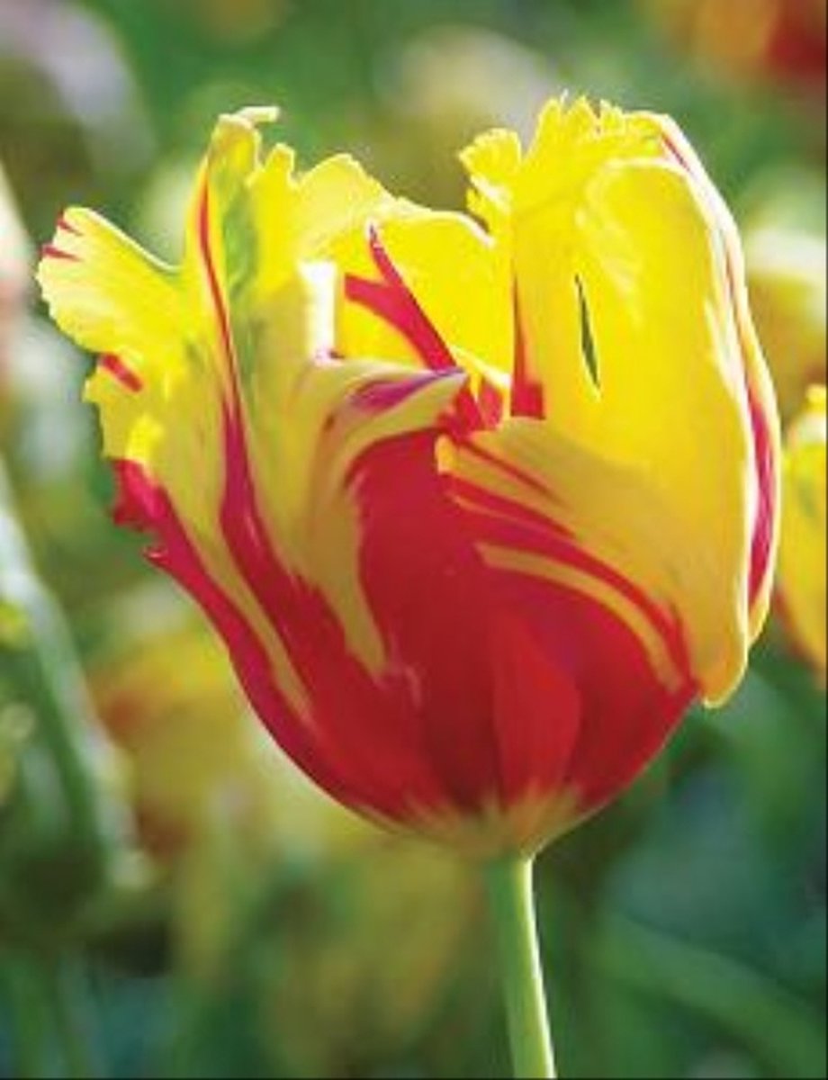 Tulp Texas Flame | 10 stuks | Tulpenbollen