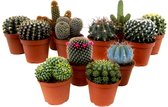 Plante en Boîte - Mix de Mini Cactus - Mix de 12 pièces - Véritables Plantes de Cactus - Pot 5,5 cm - Hauteur 5-10 cm