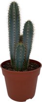Cactus24- Pilosocereus Azerues- 17cm Pot- 30-40cm Hoog- Kamerplant