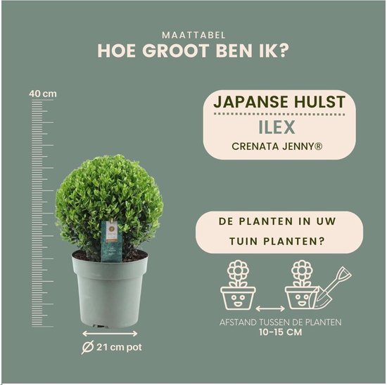 Plants by Frank | echte hulstplant in bolvorm | 2x Ilex crenata 'Jenny' bol in rietenmand | set van 2 stuks | 20 cm diameter | buxusvervanger | Ilex | tuinplanten | buxus | herfstplanten