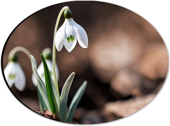 Dibond Ovaal - Witte Hangende Sneeuwvlokje Bloemen met Wazige Herstbladeren als Achtergrond - 28x21 cm Foto op Ovaal (Met Ophangsysteem)