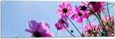 Tuinposter – Paarse Cosmea Bloemen met Heldere Lucht als Achtergrond - 120x40 cm Foto op Tuinposter (wanddecoratie voor buiten en binnen)