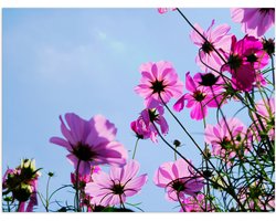 Poster Glanzend – Paarse Cosmea Bloemen met Heldere Lucht als Achtergrond - 80x60 cm Foto op Posterpapier met Glanzende Afwerking