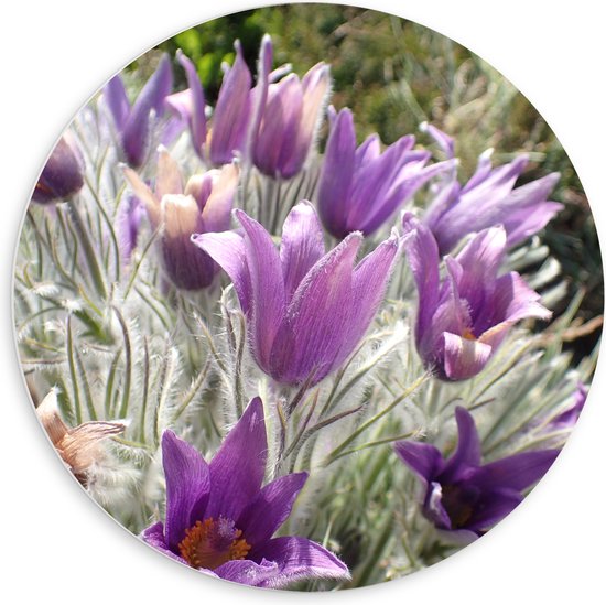 PVC Schuimplaat Muurcirkel - Paarse Pulsatilla Bloemen met Licht Grone Harige Stengels - 60x60 cm Foto op Muurcirkel (met ophangsysteem)