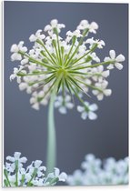 PVC Schuimplaat - Wilde peen bloem perspectief van onderaf - 40x60 cm Foto op PVC Schuimplaat (Met Ophangsysteem)