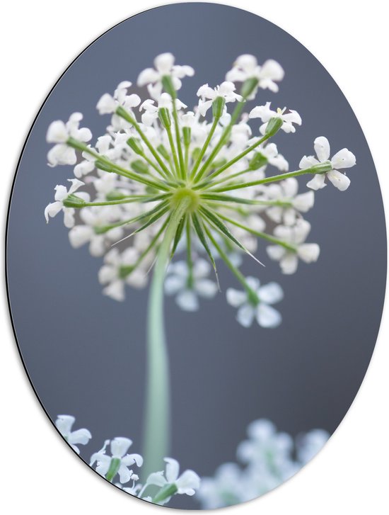 Dibond Ovaal - Wilde peen bloem perspectief van onderaf - 51x68 cm Foto op Ovaal (Met Ophangsysteem)