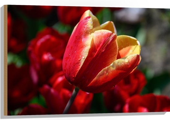 Hout - Rood met Gele Tulp met Rode Bloemen Achtergrond - 90x60 cm - 9 mm dik - Foto op Hout (Met Ophangsysteem)