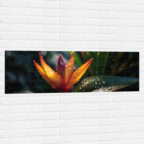 Muursticker - Oranje Paradijsvogelbloem Tussen donker Groene Bladeren met Waterdruppels - 120x40 cm Foto op Muursticker