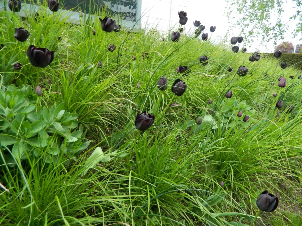 Tulipa enkel laat 'Queen of Night'