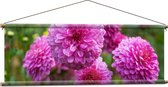 Textielposter - Mooie Roze Dahlia Bloemen in Grasveld - 120x40 cm Foto op Textiel