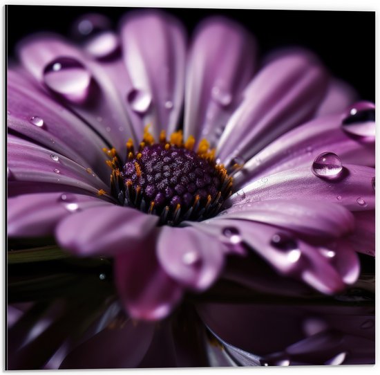 Dibond - Paarse Margriet met Waterdruppels erop bij Donkere Achtergrond - Bloemen - 50x50 cm Foto op Aluminium (Met Ophangsysteem)