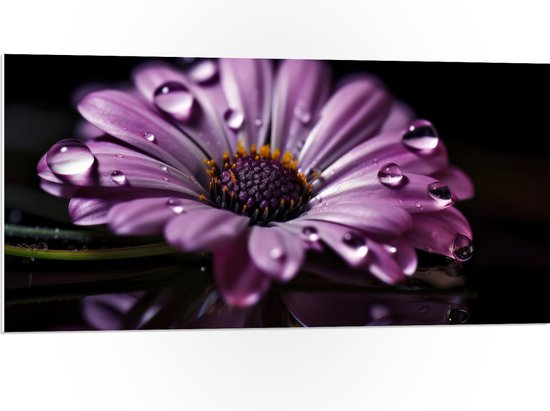 PVC Schuimplaat- Paarse Margriet met Waterdruppels erop bij Donkere Achtergrond - Bloemen - 100x50 cm Foto op PVC Schuimplaat