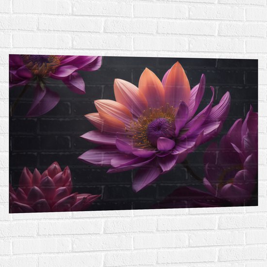 Muursticker - Paars roze Dahlia Bloemen met zwarte achtergrond - 105x70 cm Foto op Muursticker