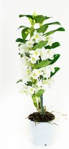 Orchidee van Botanicly – Bamboe Orchidee – Hoogte: 60 cm, 2 takken, witte bloemen – Dendrobium Nobile Apollon