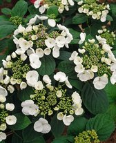 1 stuk(s) | Hydrangea macrophylla 'Libelle' C2 20-25 cm