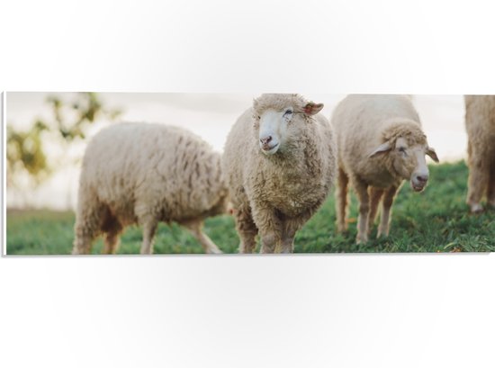 PVC Schuimplaat- Schapen lopen door weiland en eten gras - 60x20 cm Foto op PVC Schuimplaat