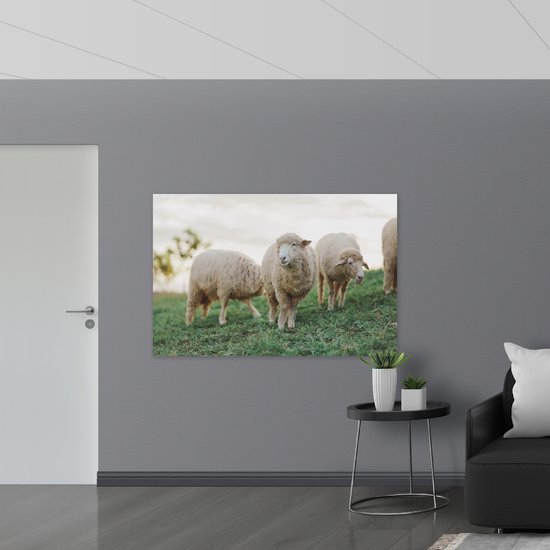 PVC Schuimplaat- Schapen lopen door weiland en eten gras - 150x100 cm Foto op PVC Schuimplaat