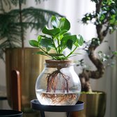 Plant in a Box - Clusia en verre - Hydroponique - Plante d'intérieur dans l'eau