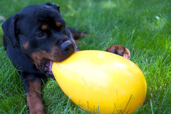 Rottweiler met gele Jolly Egg in de bek op gras.