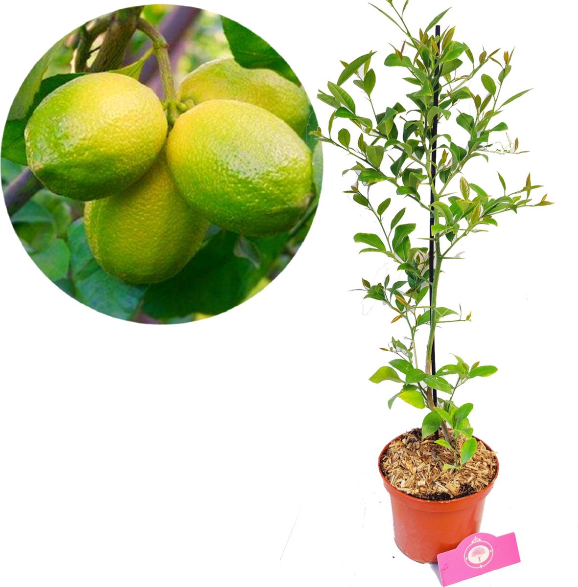 Citrus auratifolia 'Limoen' , 2 liter pot
