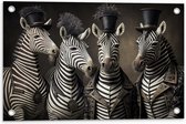 Tuinposter – Familie Zebra's met Verschillende Hoeden - 60x40 cm Foto op Tuinposter (wanddecoratie voor buiten en binnen)