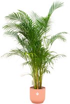 Green Bubble - Dypsis Lutescens (Areca palm) inclusief elho Vibes Fold Round roze Ø30 - 160cm